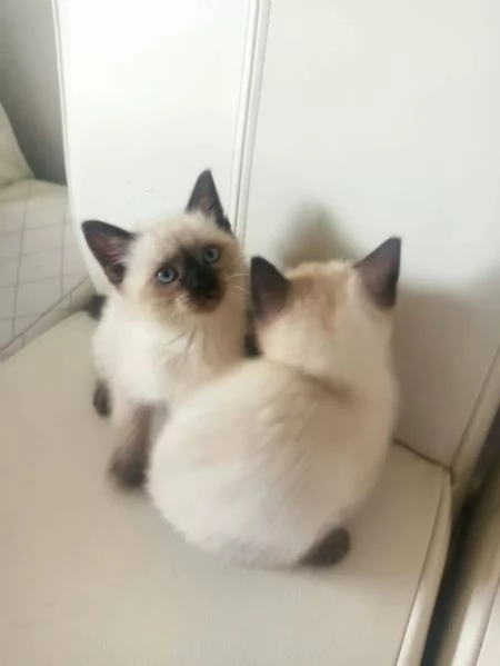 Splendidi cuccioli di thai siamese tradizionale | Foto 0
