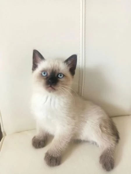 Splendidi cuccioli di thai siamese tradizionale