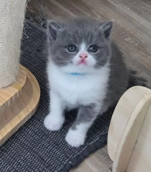 Adorabili gattini British Shorthair di razza pura