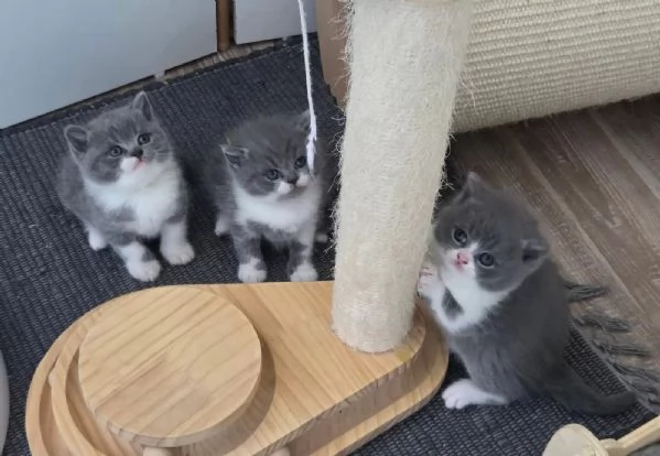 Adorabili gattini British Shorthair di razza pura | Foto 2