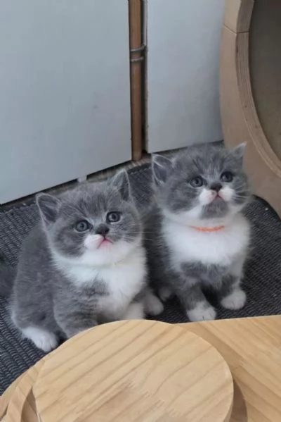 Bellissima cucciolata di gattini British Shorthair | Foto 2