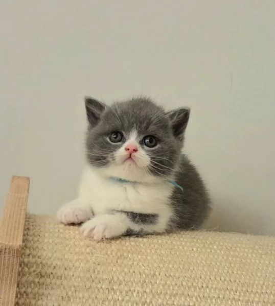 Bellissima cucciolata di gattini British Shorthair | Foto 1