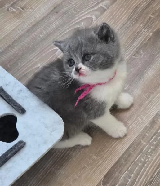 Bellissima cucciolata di gattini British Shorthair | Foto 0