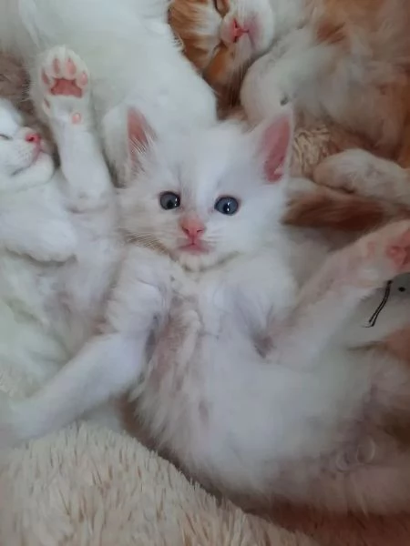 Bellissimi gattini Maine Coon bianchi di razza pura | Foto 1