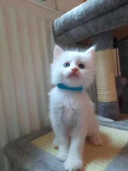 Bellissimi gattini Maine Coon bianchi di razza pura | Foto 0