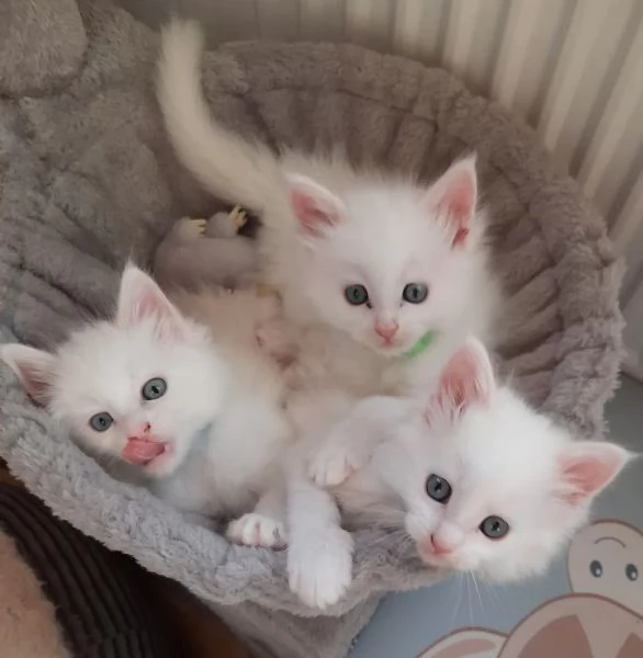 Bellissimi gattini Maine Coon bianchi di razza pura