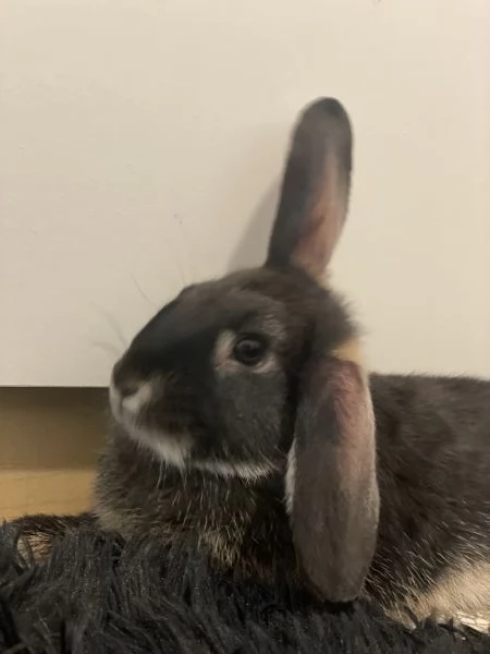 regalo coniglio ariete