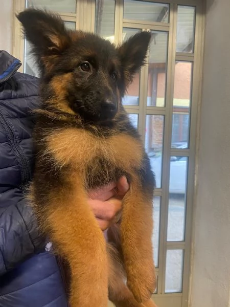 Cucciole Pastore Tedesco  | Foto 2