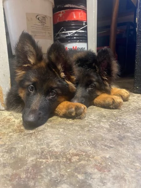 Cucciole Pastore Tedesco  | Foto 1