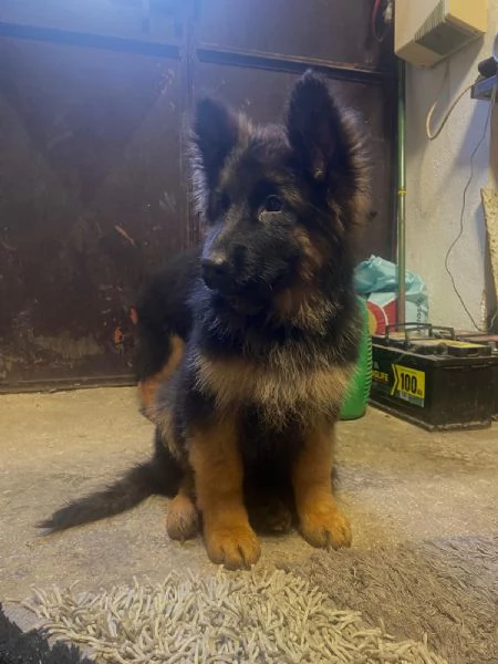 Cucciole Pastore Tedesco 