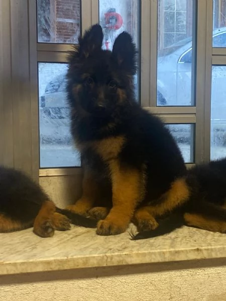 Cucciole Pastore Tedesco  | Foto 0