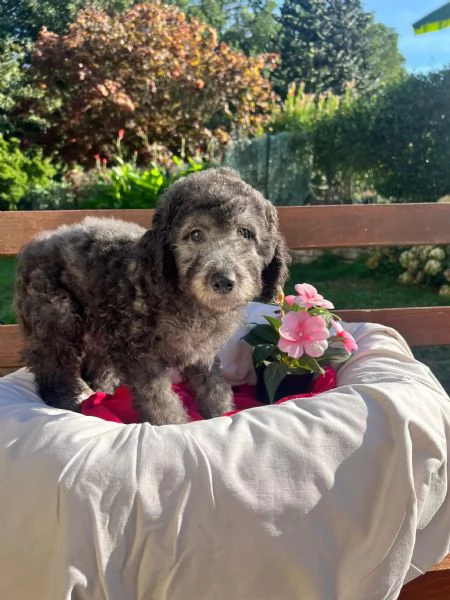 Barboncino nano con pedigree Enci  | Foto 5