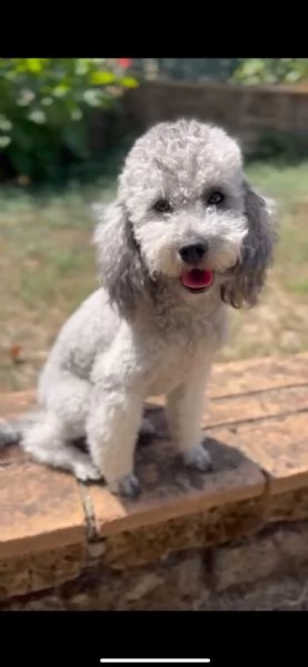 Barboncino nano con pedigree Enci  | Foto 4