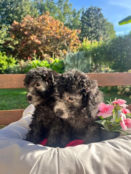 Barboncino nano con pedigree Enci  | Foto 3