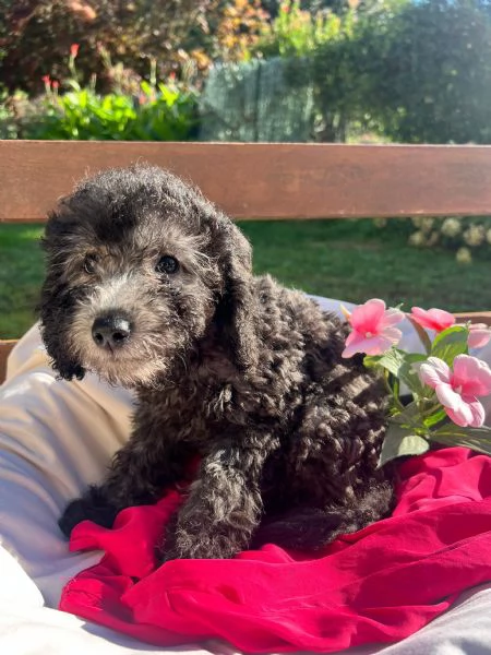 Barboncino nano con pedigree Enci  | Foto 2