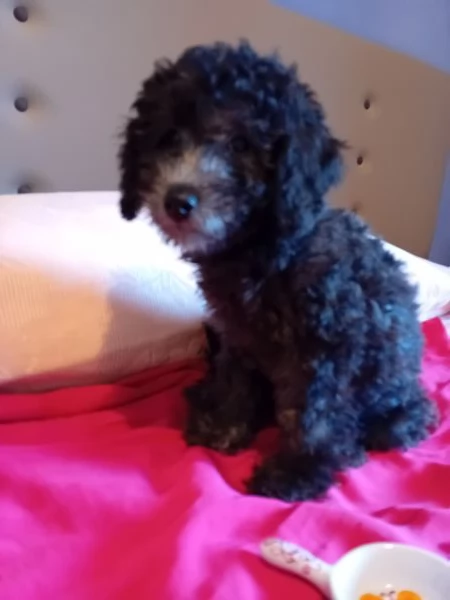 Barboncino nano con pedigree Enci  | Foto 1