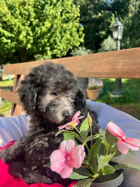 Barboncino nano con pedigree Enci  | Foto 0