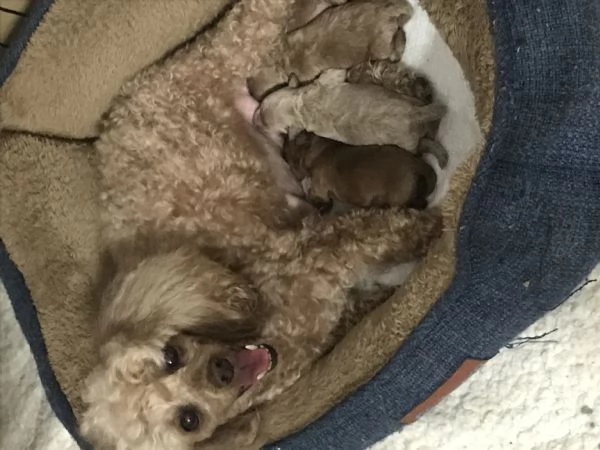 Barboncini  | Foto 0