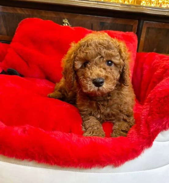 Barboncino (cuccioli maschio e femmina) | Foto 0