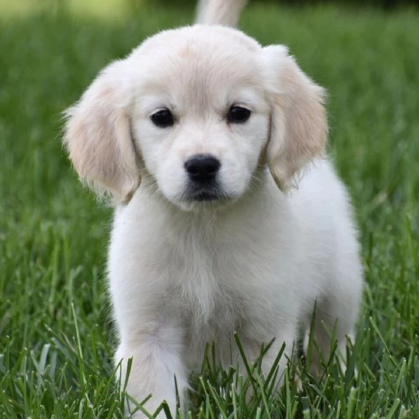 Golden Retriever (cuccioli maschio e femmina)