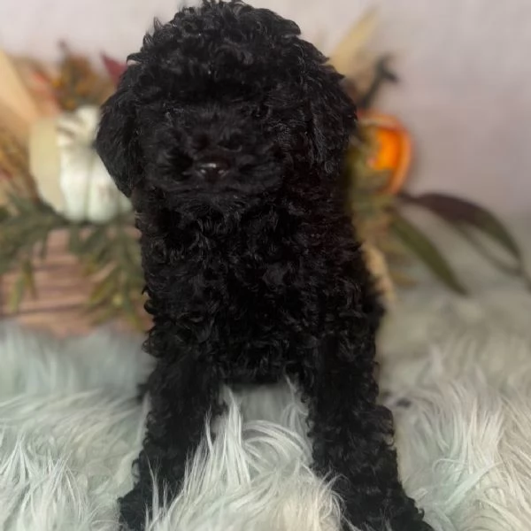 Barboncino (cuccioli maschio e femmina)