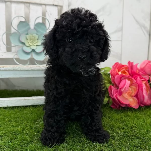 Barboncino (cuccioli maschio e femmina) | Foto 0