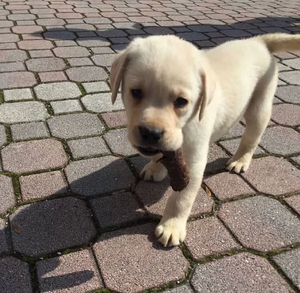 Labrador (cuccioli maschio e femmina) | Foto 0