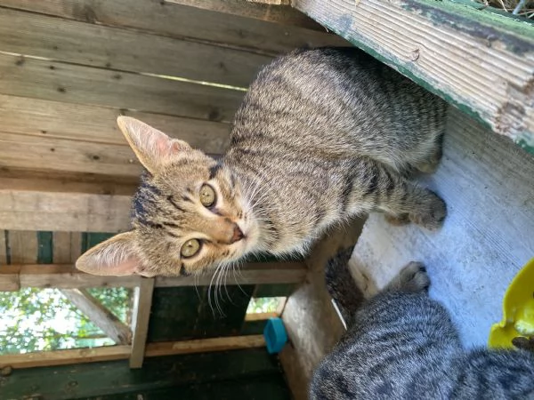 Regalo Gattini | Foto 4