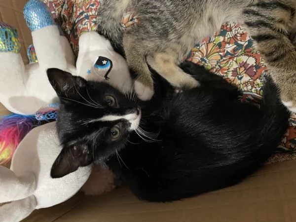 Regalo Gattini | Foto 3