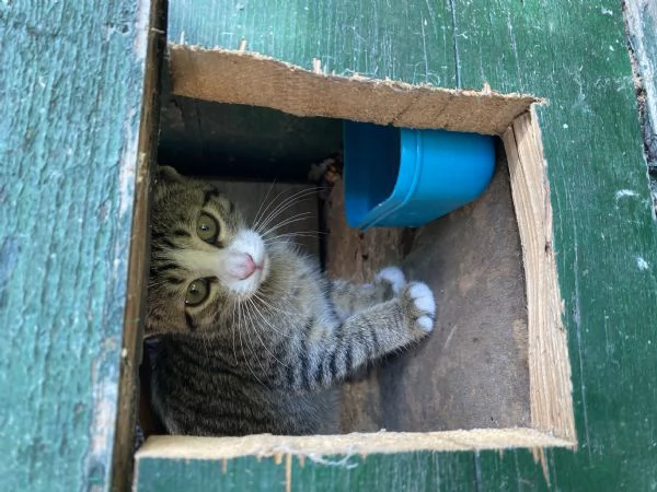 Regalo Gattini | Foto 2