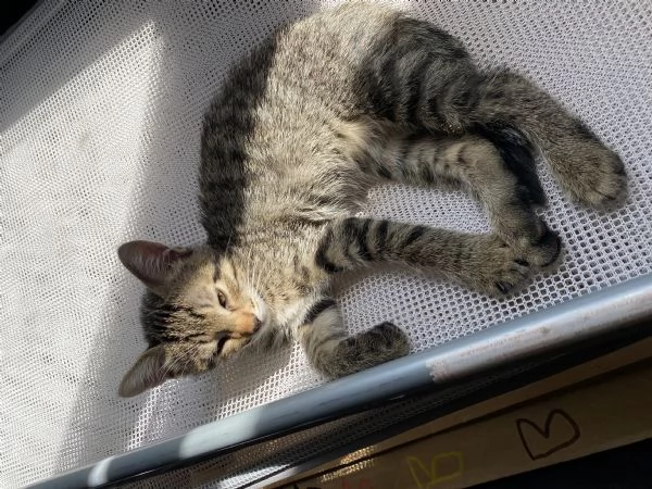 Regalo Gattini | Foto 1