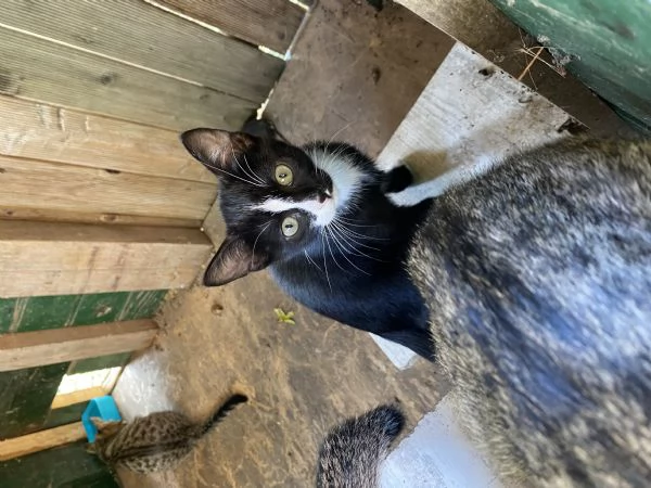 Regalo Gattini | Foto 0