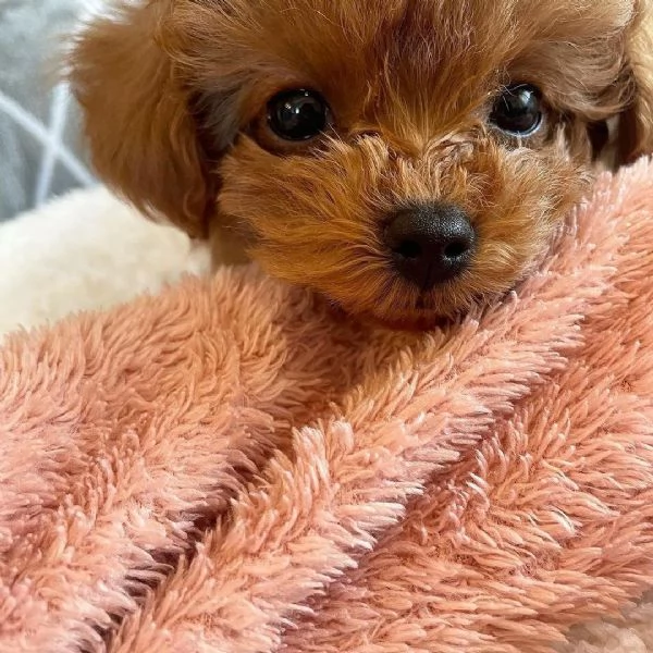 Disponibili cuccioli di Barbone Toy con pedigree | Foto 1