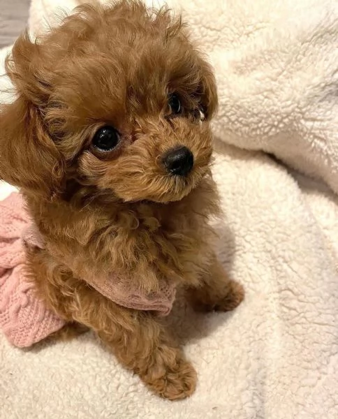 Disponibili cuccioli di Barbone Toy con pedigree | Foto 0