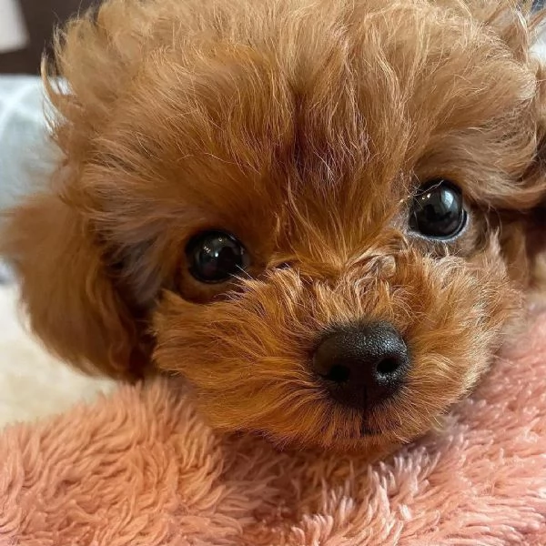 Disponibili cuccioli di Barbone Toy con pedigree