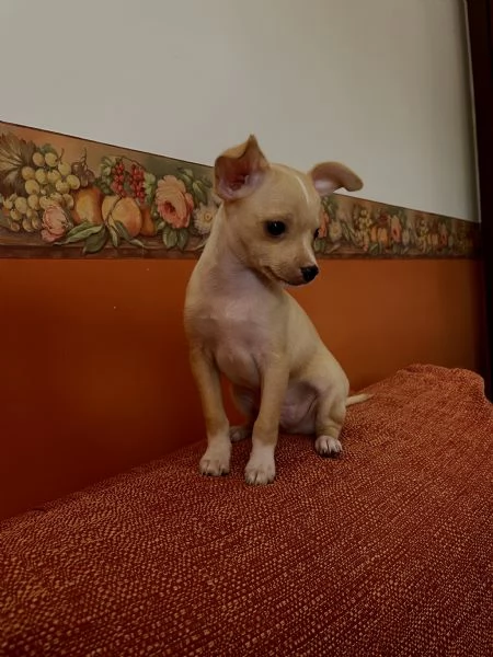 Cucciolo chihuahua maschio 