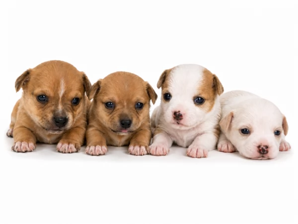 Cuccioli di chihuahua