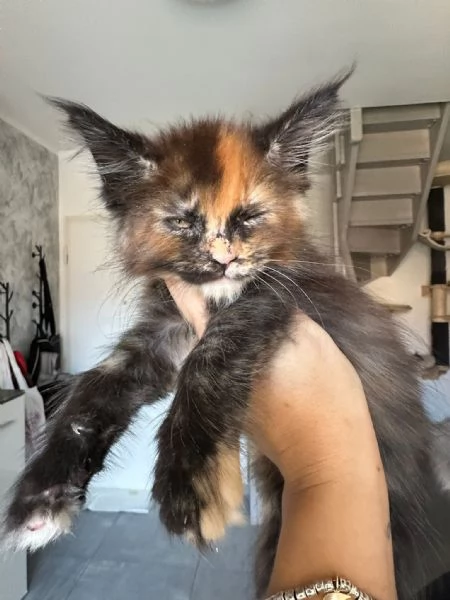 Cuccioli di Mainecoon 