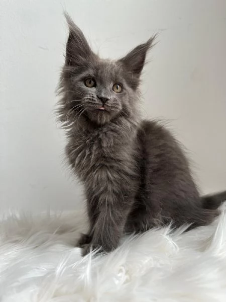 Cuccioli di Mainecoon  | Foto 6
