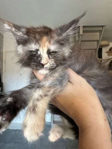 Cuccioli di Mainecoon  | Foto 5