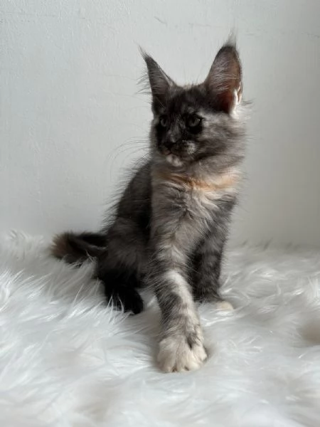 Cuccioli di Mainecoon  | Foto 4