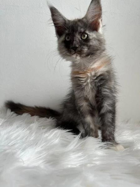 Cuccioli di Mainecoon  | Foto 3