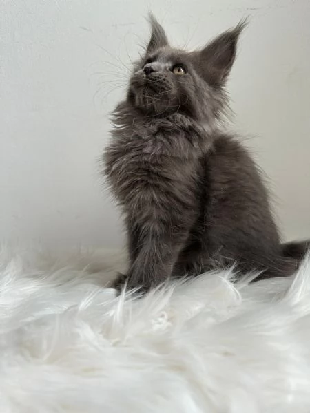 Cuccioli di Mainecoon  | Foto 2