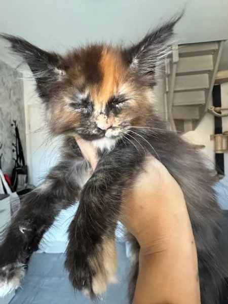 Cuccioli di Mainecoon  | Foto 1