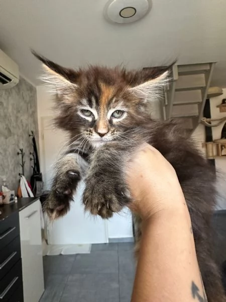 Cuccioli di Mainecoon  | Foto 0