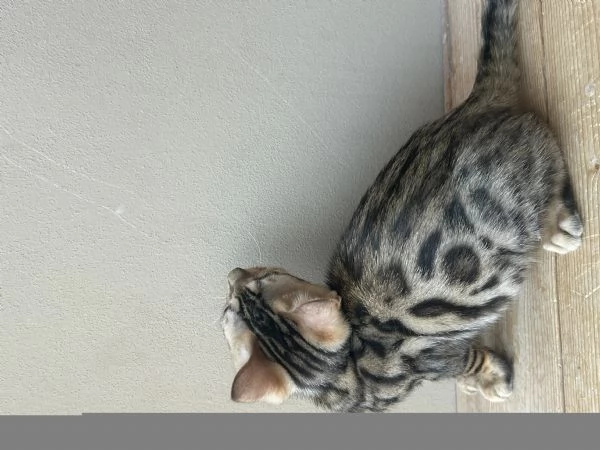 Cuccioli di Bengala  | Foto 6