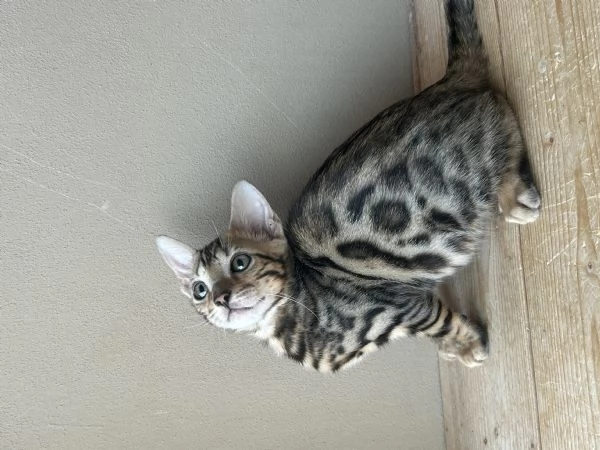 Cuccioli di Bengala  | Foto 5