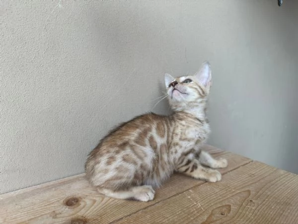 Cuccioli di Bengala  | Foto 4