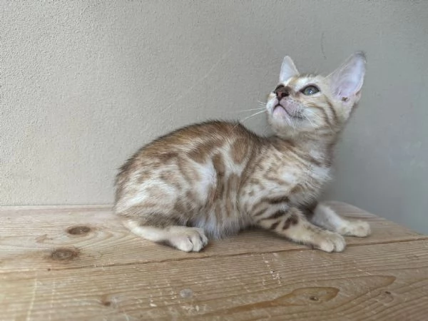 Cuccioli di Bengala  | Foto 3