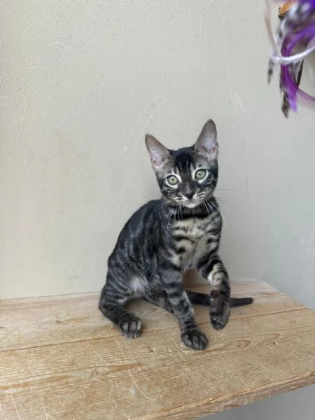 Cuccioli di Bengala  | Foto 2